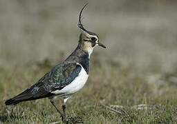 Northern Lapwing