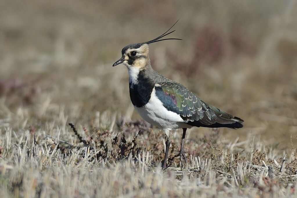 Northern Lapwingadult post breeding