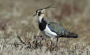 Northern Lapwing