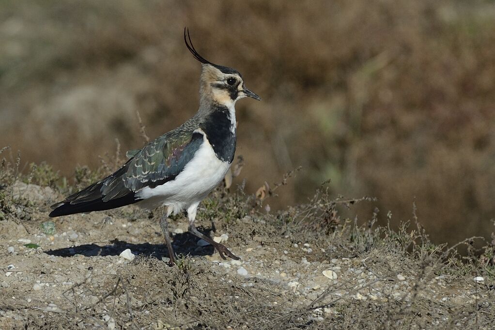 Northern Lapwingadult post breeding