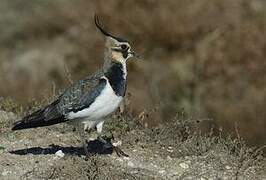 Northern Lapwing