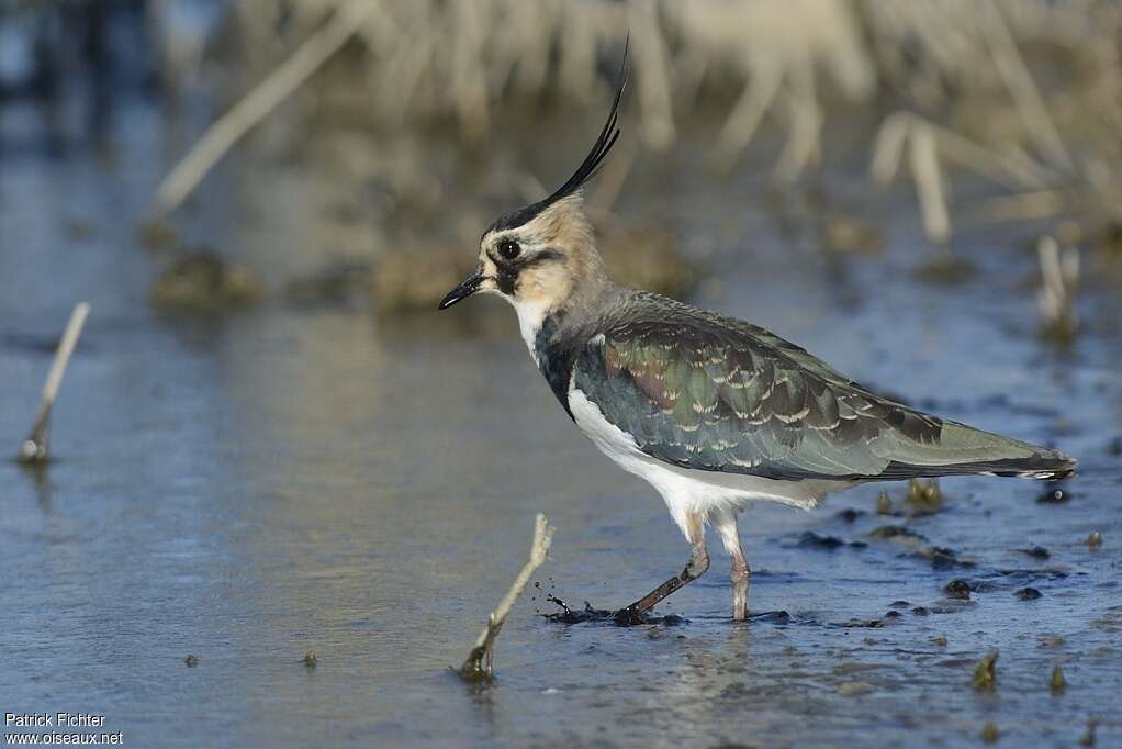 Northern Lapwing female adult post breeding, identification