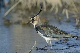 Northern Lapwing