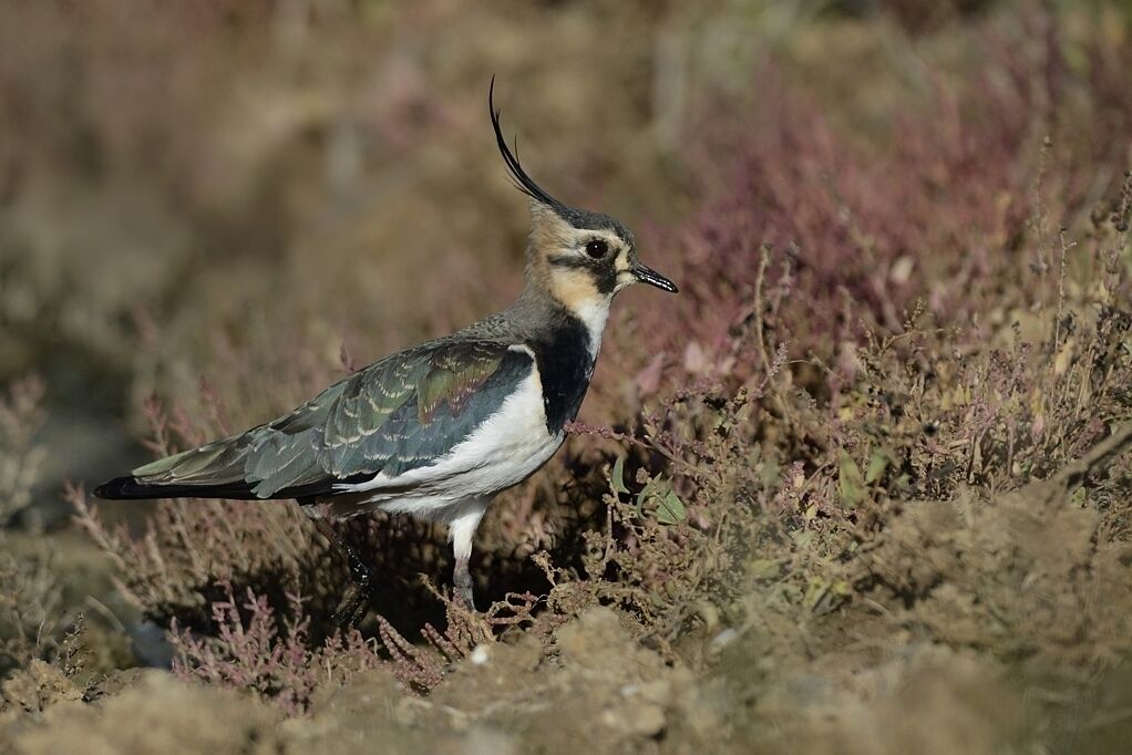 Vanneau huppéadulte internuptial, portrait, habitat