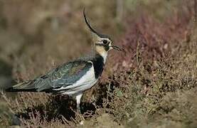 Northern Lapwing