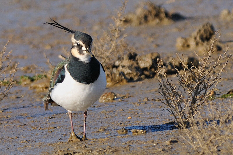 Northern Lapwingadult