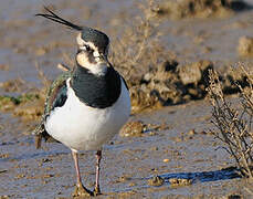 Northern Lapwing