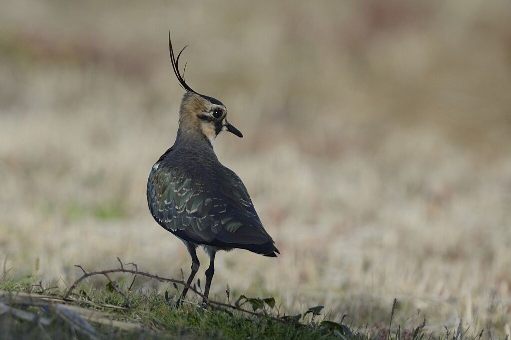 Northern Lapwingadult post breeding