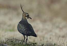 Northern Lapwing