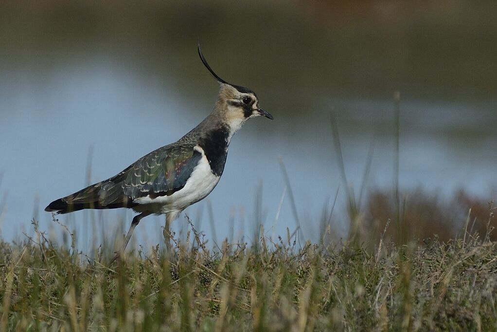 Northern Lapwingadult post breeding