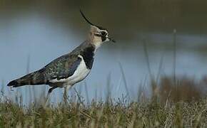 Northern Lapwing