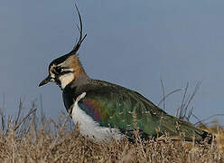 Northern Lapwing