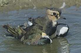 Northern Lapwing