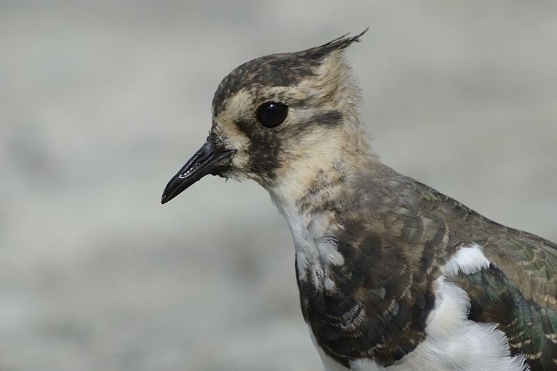 Northern Lapwingimmature