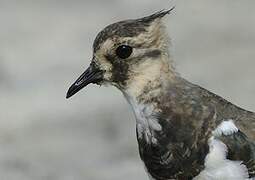 Northern Lapwing