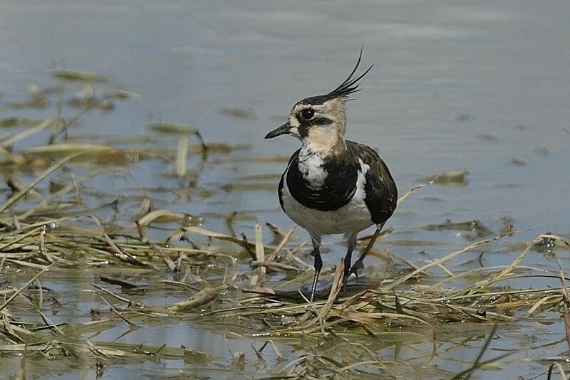 Northern Lapwingadult