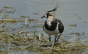 Northern Lapwing