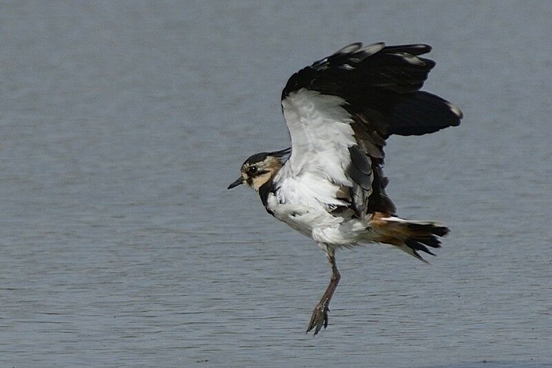 Northern Lapwingadult