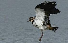 Northern Lapwing