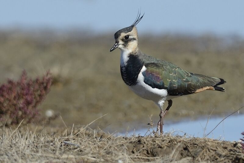 Northern Lapwingadult post breeding