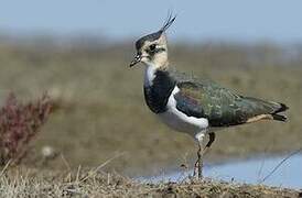 Northern Lapwing