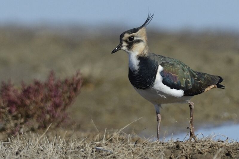 Northern Lapwingadult post breeding