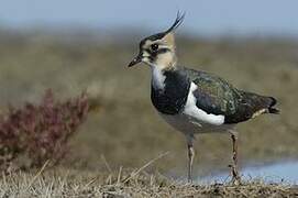 Northern Lapwing