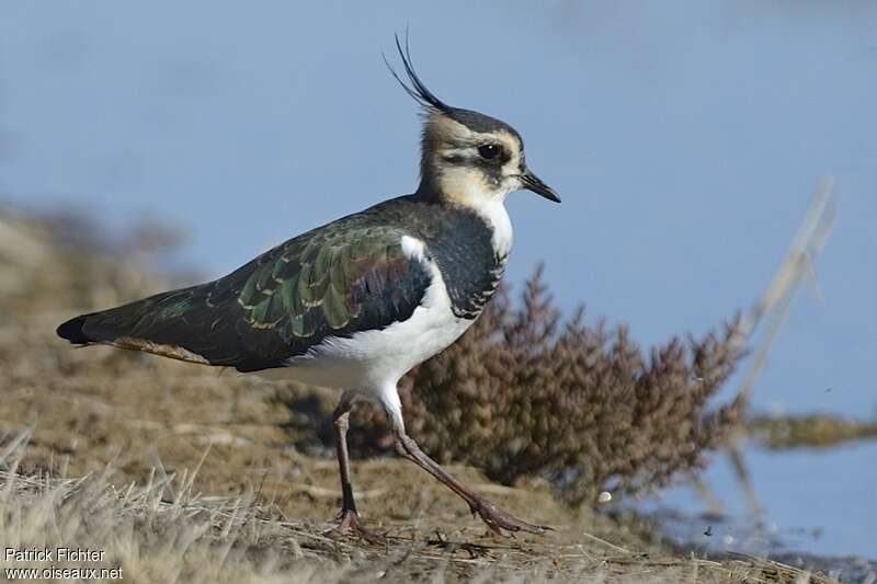 Northern Lapwing female adult post breeding, identification