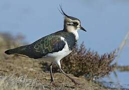 Northern Lapwing