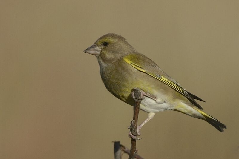 European Greenfinch male adult post breeding