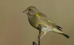 European Greenfinch