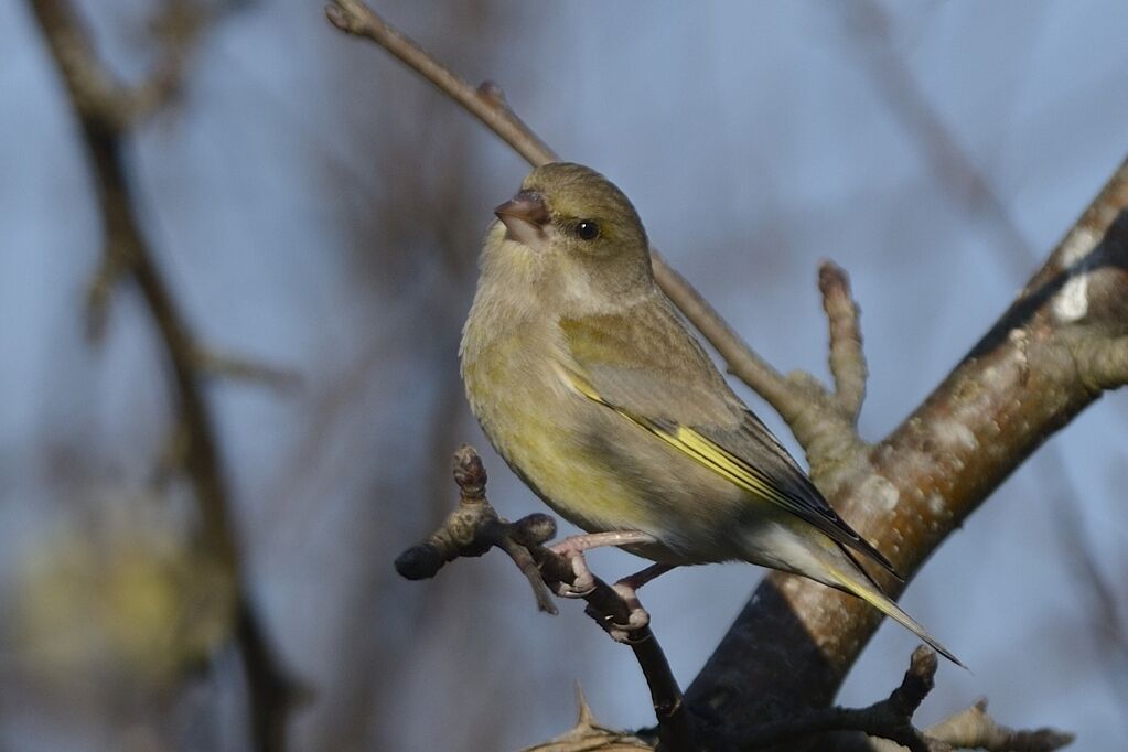 European Greenfinch female adult