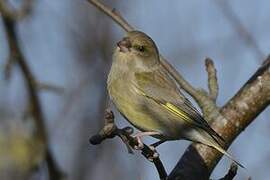 European Greenfinch