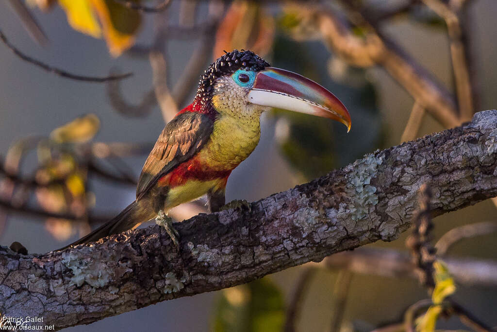 Curl-crested Aracariadult, identification