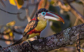 Curl-crested Aracari