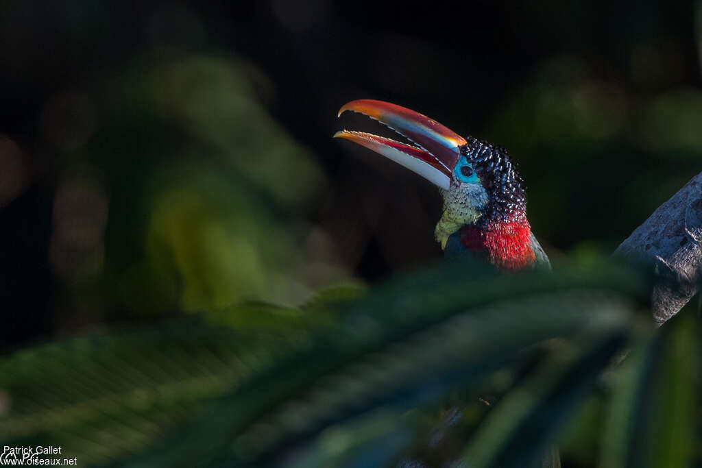 Curl-crested Aracariadult, close-up portrait