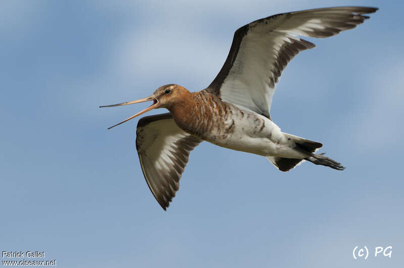 Black-tailed Godwitadult breeding, Flight