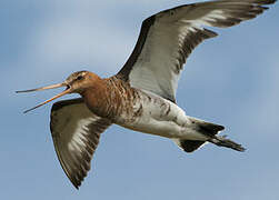 Black-tailed Godwit