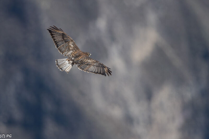 Variable Hawk (poecilochrous)adult, Flight