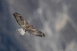 Variable Hawk (poecilochrous)