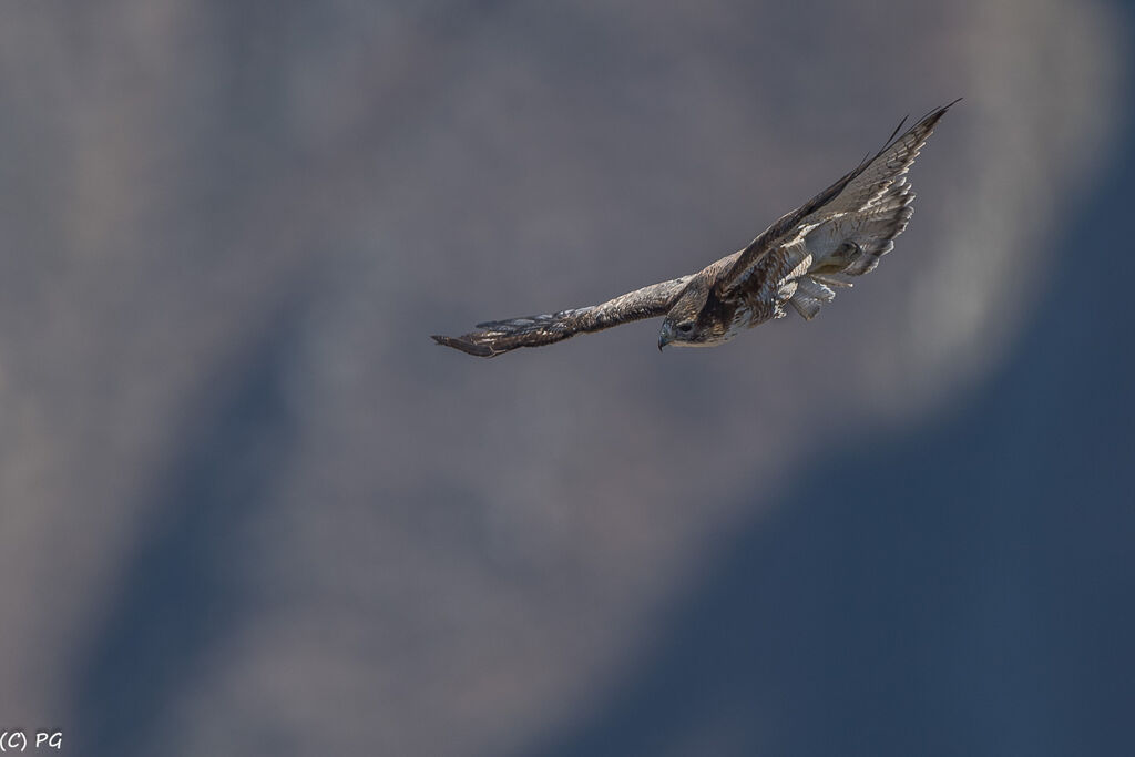 Variable Hawk (poecilochrous)adult, close-up portrait, Flight