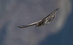 Variable Hawk (poecilochrous)