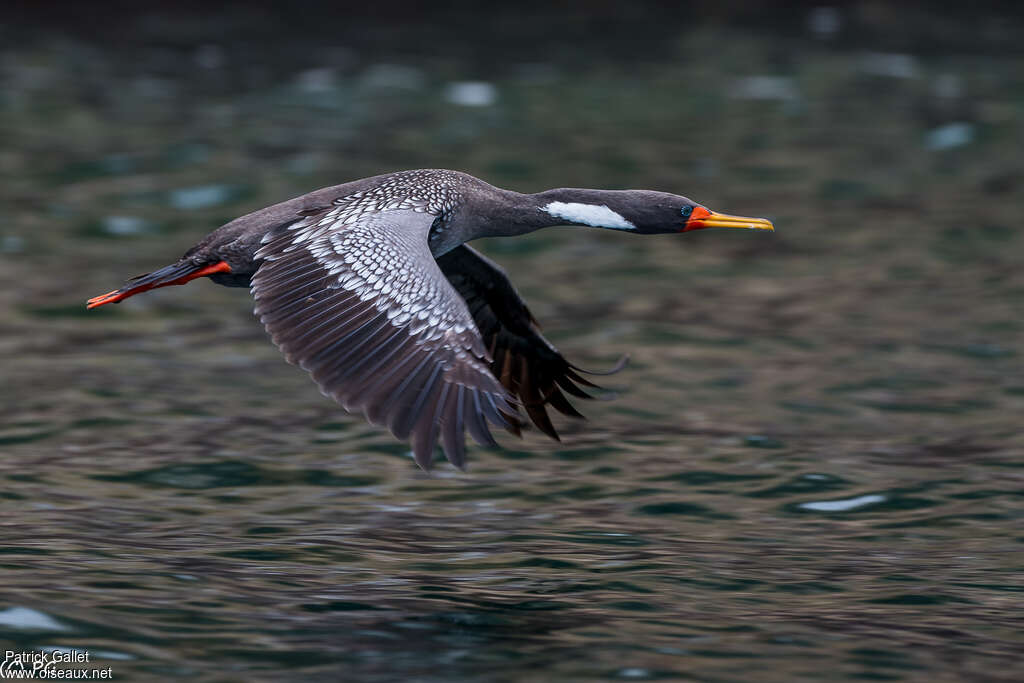 Red-legged Cormorantadult, Flight