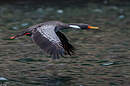 Cormoran de Gaimard