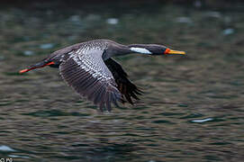 Red-legged Cormorant