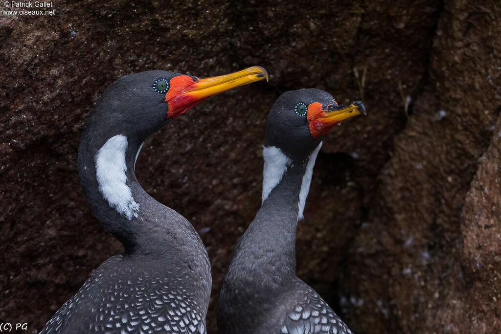 Cormoran de Gaimardadulte