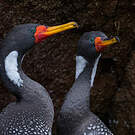 Cormoran de Gaimard