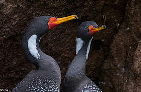 Red-legged Cormorant