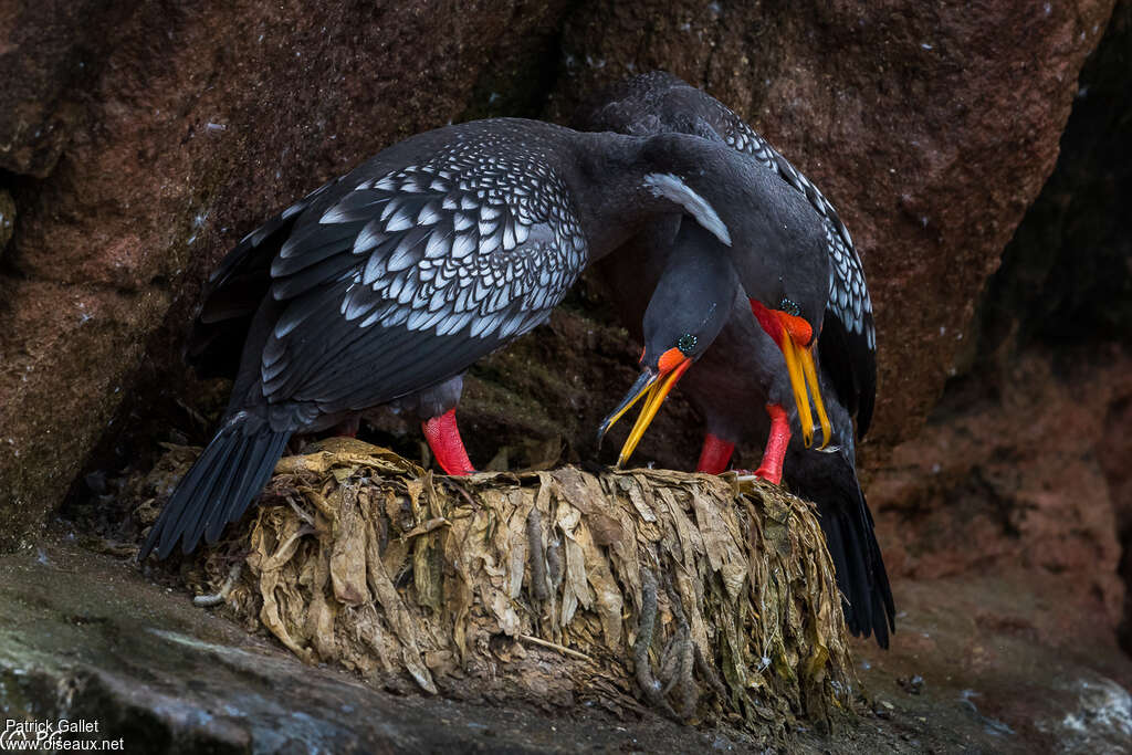 Red-legged Cormorantadult breeding, Reproduction-nesting