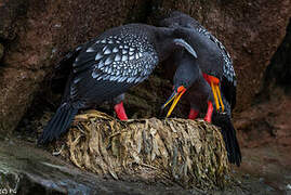 Red-legged Cormorant